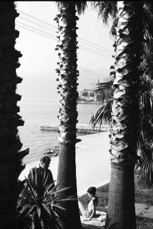 Lopud: Strand, Durchblick durch Palmenhain