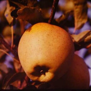 Äpfel