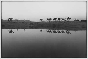 Pushkar. Kamele am See
