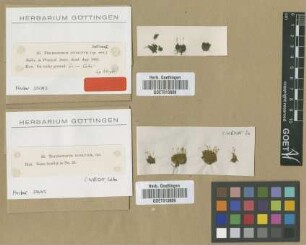 Trichostomum involutum Sull. var. Sull. minus ?[type]
