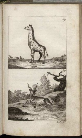Fig. 12. - Fig. 13.