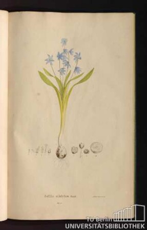 Tab. 52. Scilla sibirica And.