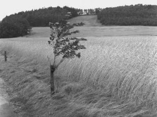 Wuischke. Blick übers Feld