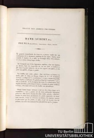Traité des arbres fruitiers. Dame-aubert. Duh. Prunus elliptica, fructu maximo, elliptico, lutescente.