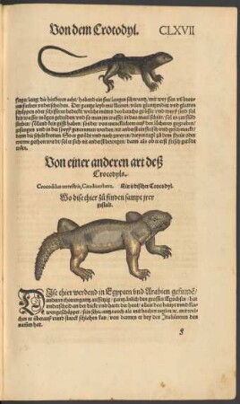 Von eriner anderen art deß Crocodyls. Crocodilus terrestris, Caudiverbera. Ein irdischer Crocodyl.