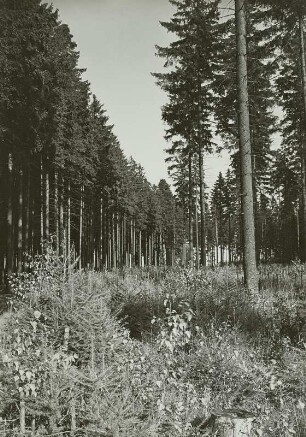 Forstwirtschaft im Erzgebirge. Zöblitz. Trennung eines Fichtenhochwaldes in zwei Hiebszüge