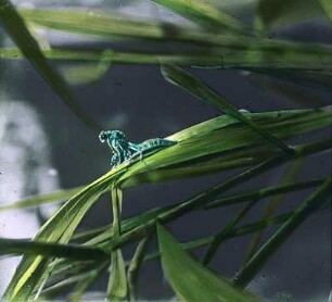 Insekten. Libelle (Odonata), ausschlüpfend