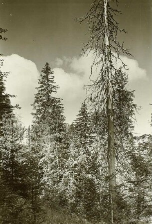 Urwald am Pietros (2020 m) südöstlich von Jassinja (Körösmezö)