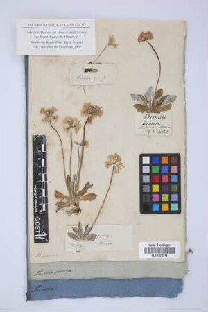 Primula farinosa
