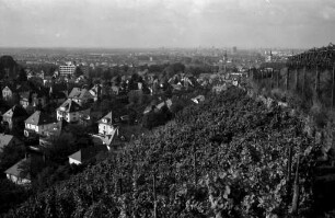 Weinlese der Staatlichen Rebveredelungsanstalt Durlach in den Rebhängen am Turmberg