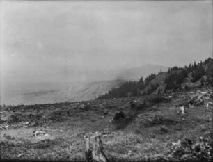 Gerodeter Wald : Blick über eine gerodete Waldfläche
