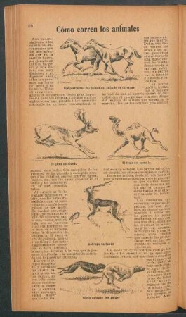 Cómo corren los animales