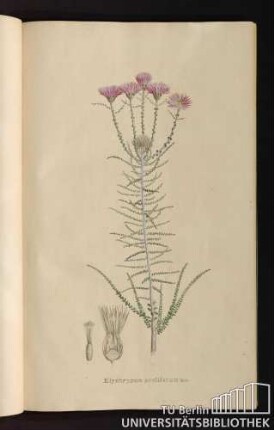 [Tab. 10.] Elychrysum proliferum Lin.