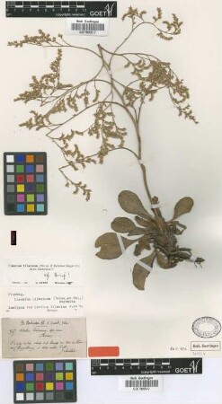 Limonium lilacinum (Boiss. & Balansa) Wagenitz