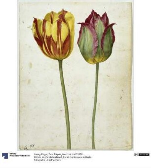 Zwei Tulpen