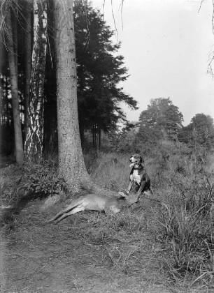 Jagd : Jagdhund sitzt neben erlegtem Rehbock