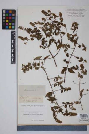 Cunila acuminata Bartl.