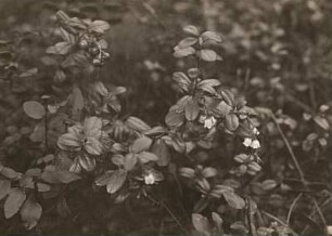 Preiselbeere oder Preißelbeere (Vaccinium vitis-idaea)