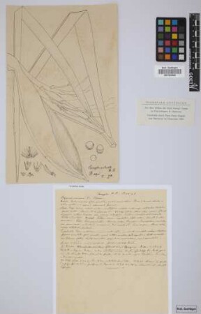 Ceroxylon andicola Humb. & Bonpl.