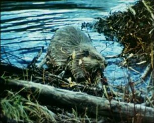Castor canadensis (Castoridae) - Schließen einer Dammlücke