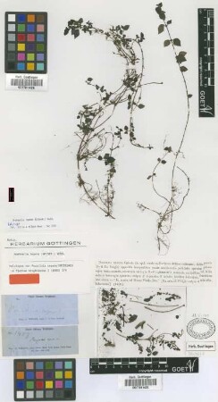 Pouzolzia repens Griseb.