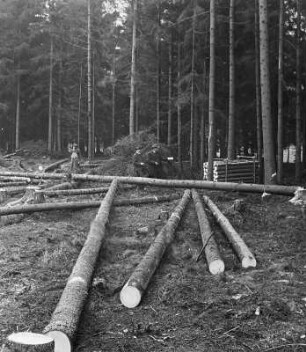 Fällen des Holzes: gefällte Stämme, fertig zugerichtet : Technikgeschichte | Technologie | Holzgewinnung und Bearbeitung