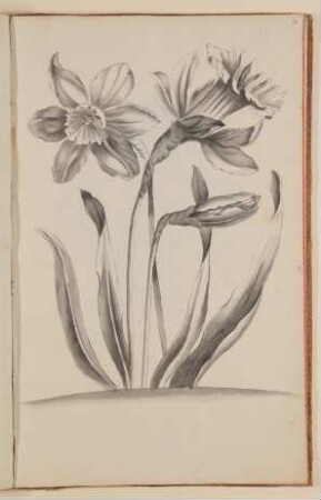Osterglocken [aus einem Skizzenbuch der Marianne Franziska Seiffert von Klettenberg]