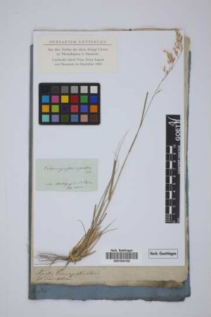 Agrostis calamagrostis