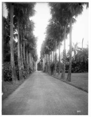 Bombay? (Indien). Palmenallee