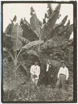 Bananenpflanzung bei Cañamina