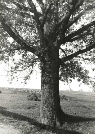 Naturschutz. Baumschutz. Alte Eiche mit mächtigem Astwerk