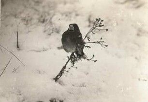 Kernbeißer (Coccothraustes coccothraustes L.), adulter Vogel im Schnee