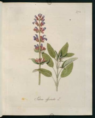 Salvia officinalis L.