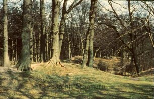 Ahrensfelde: Burg Arnesvelde: Wallreste