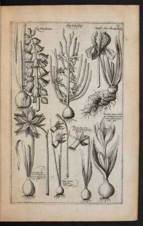Taf. 65. [Hyacinthus, Narcissus und Zingiber]