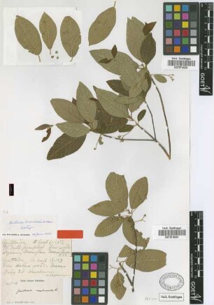 Guettarda brevinodis Urb. [isotype]