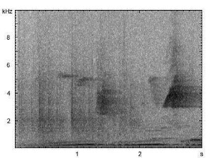 Oliventaube | Columba arquatrix - Ruf