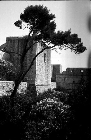 Dubrovnik: Rundgang auf der Stadtmauer, Kiefer vor Stadtmauer am Pile Tor