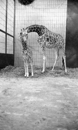 Nachwuchs bei den Giraffen im Karlsruher Zoo.