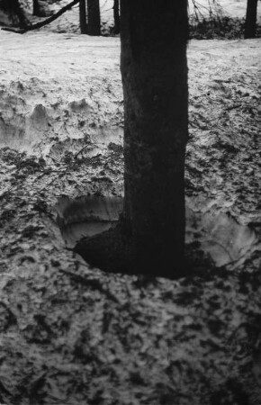Schneeschmelze : Trichterartige Schneeschmelzerscheinungen in einem Wald