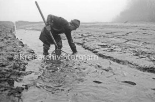 Moorteich: Abfischen der Karpfen: abgelassener Teich: Teichpächter Harald Duis mit Kescher in Rinnsal mit Karpfen: hinten links Mönch [Ablasswehr], hinten rechts Bäume: 15. November 1990