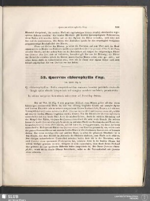 53. Quercus chlorophylia Ung.