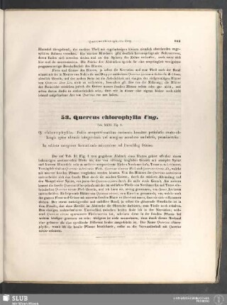 53. Quercus chlorophylia Ung.