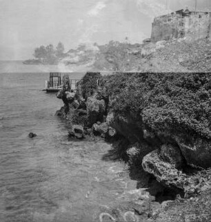 Korallenkliff : Korallenküste am Fuße des Fort Jesus
