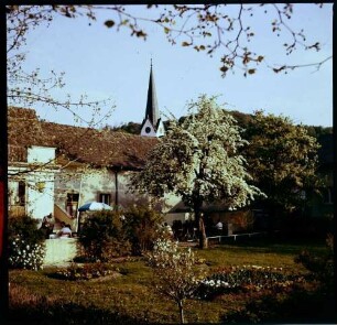 Bickensohl: Blütenbaum im Garten des [Gasthaus] Rebstock