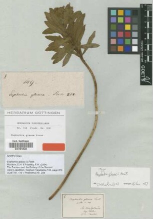 Euphorbia glauca G.Forst. [type]