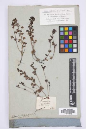 Veronica triphyllos L.
