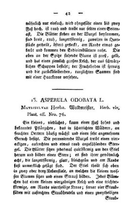 13. Asperula odorata L.