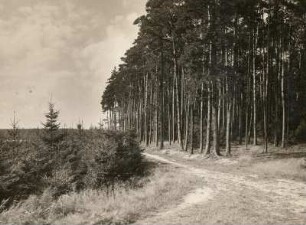 Alter Kiefernbestand : Alter Kiefernbestand (Pinus) mit unterwüchsigen Fichten. Neuaufforstung durch Fichten (Picea)