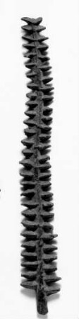 Palmwedel